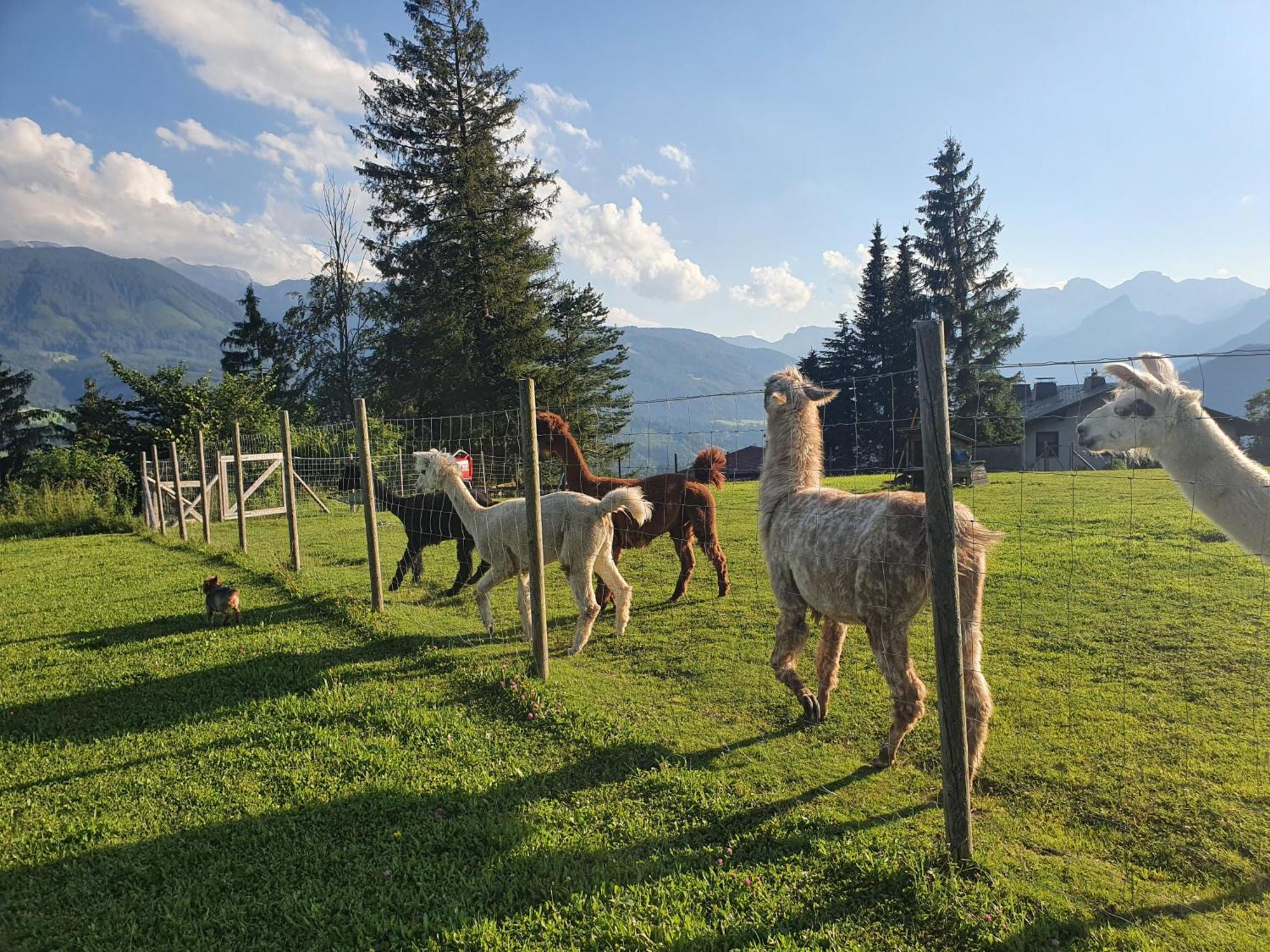 Pension Alpenhaus Фордерстодер Экстерьер фото